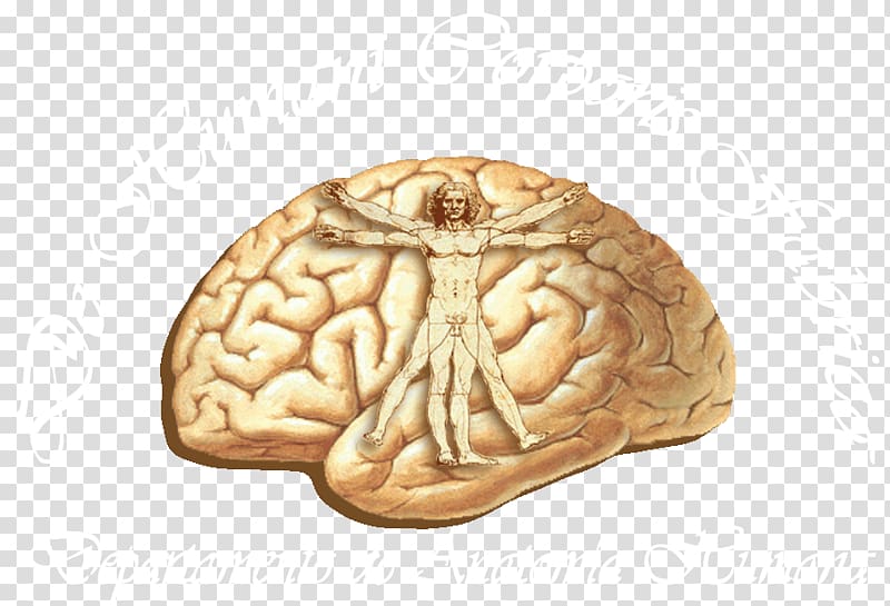 Human brain Cerebral cortex Anatomy Lobes of the brain, Brain transparent background PNG clipart