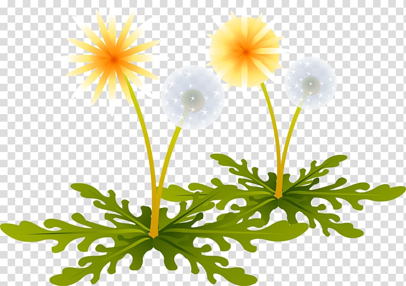 Dandelion Encapsulated PostScript, dandelion transparent background PNG clipart