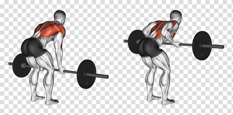 Bent-over row Barbell Exercise Weight training, back exercises transparent background PNG clipart