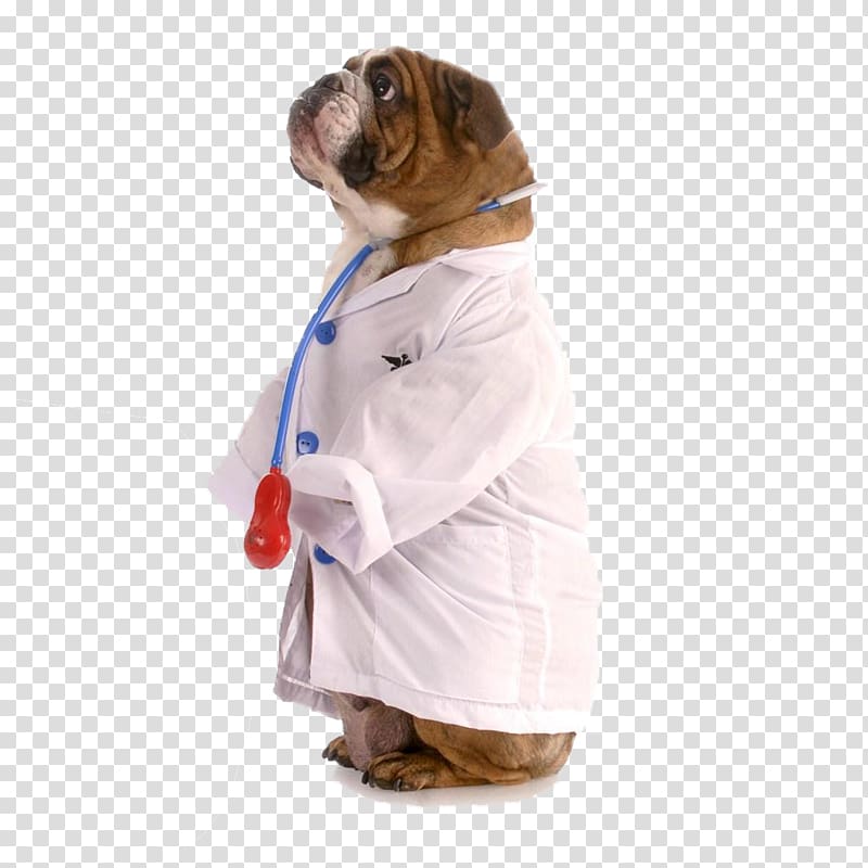 a pet dog with a stethoscope; a doctor transparent background PNG clipart