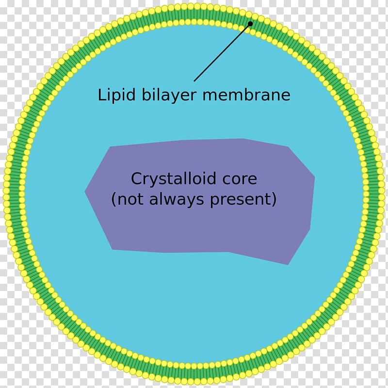 Peroxisome Cell Very long chain fatty acid Organelle Biological membrane, plant cell transparent background PNG clipart