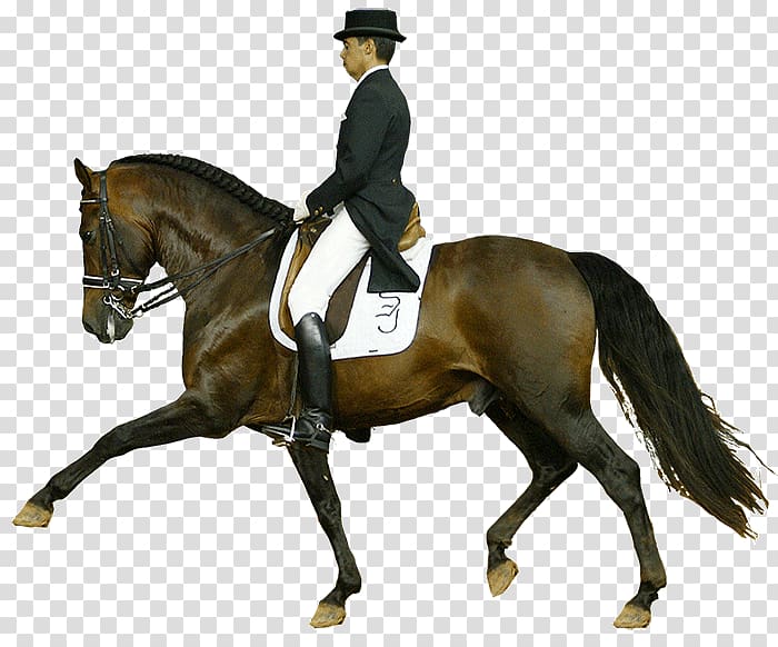 Hunt seat Dressage Stallion Rein Andalusian horse, CABALLOS transparent background PNG clipart