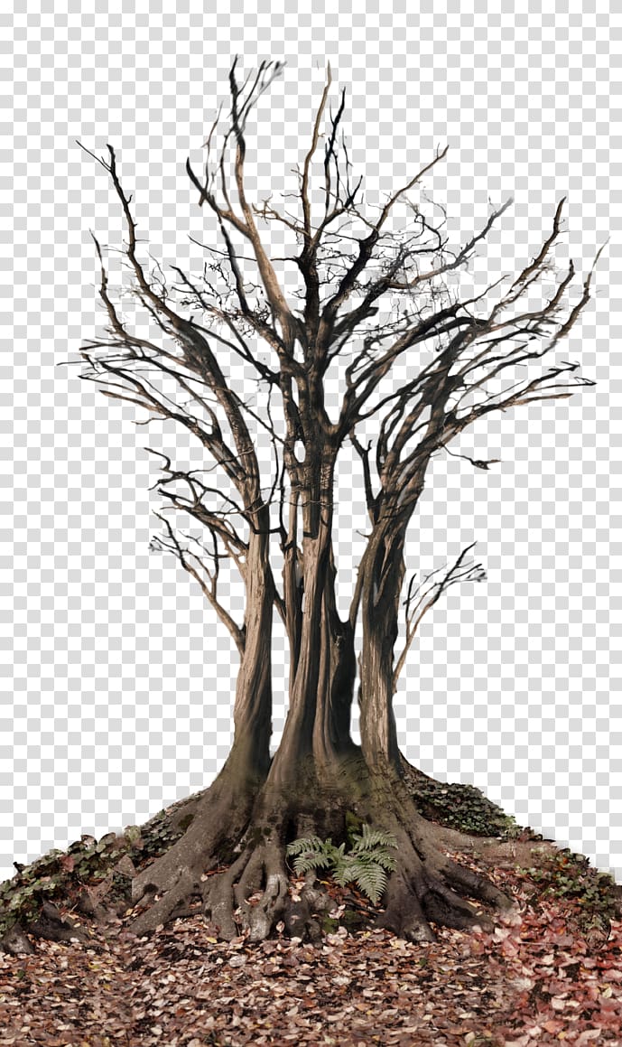 Tree Snag Root , landscape transparent background PNG clipart