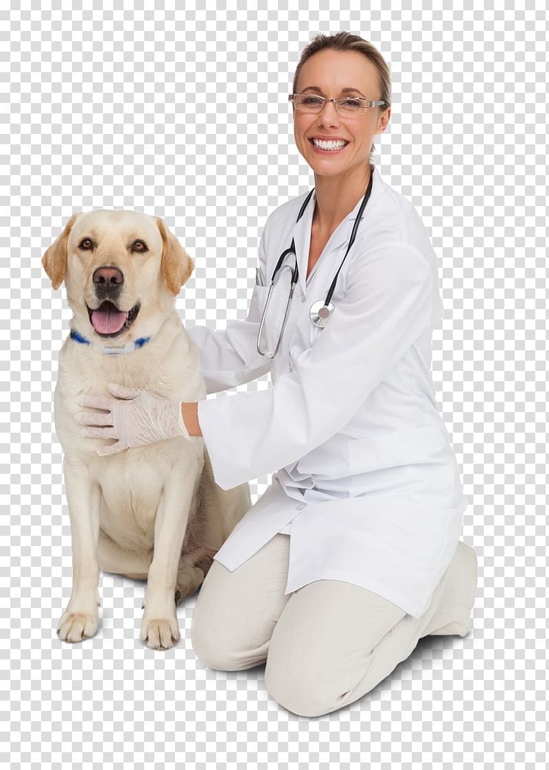Dog breed LinkedIn Afacere Veterinarian Puppy, pet hospital transparent background PNG clipart