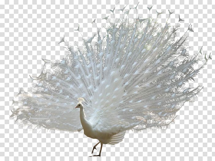 Bird Asiatic peafowl , Bird transparent background PNG clipart