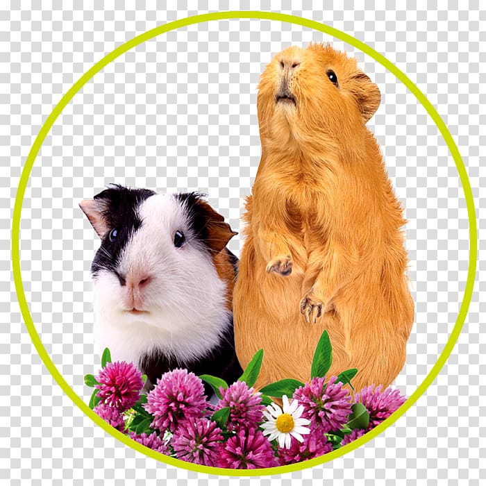 Pet Guinea Pigs Peruvian guinea pig Rodent Hamster, pig transparent background PNG clipart