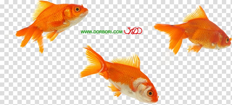 Goldfish Koi Feeder fish Fin, one on one transparent background PNG clipart