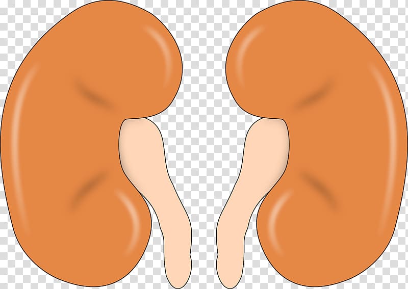 Kidney Organ , others transparent background PNG clipart