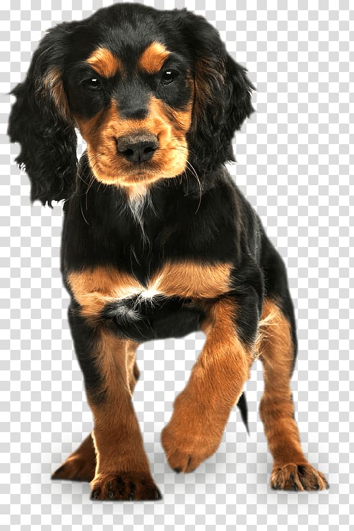 English Cocker Spaniel Rottweiler Puppy English Springer Spaniel, puppy transparent background PNG clipart