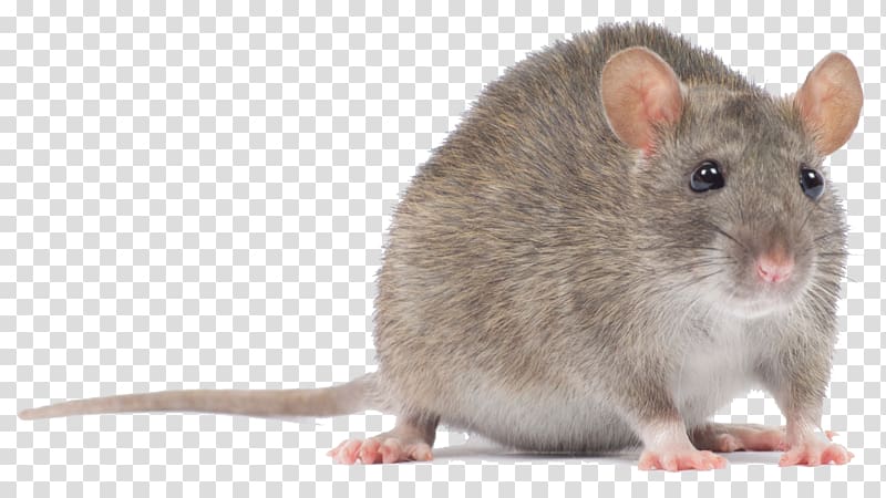 gray rat, Computer mouse Rodent Murids Black rat, pc mouse transparent background PNG clipart