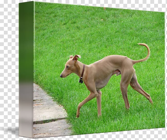 Italian Greyhound Sloughi Polish greyhound Whippet, greyhound transparent background PNG clipart