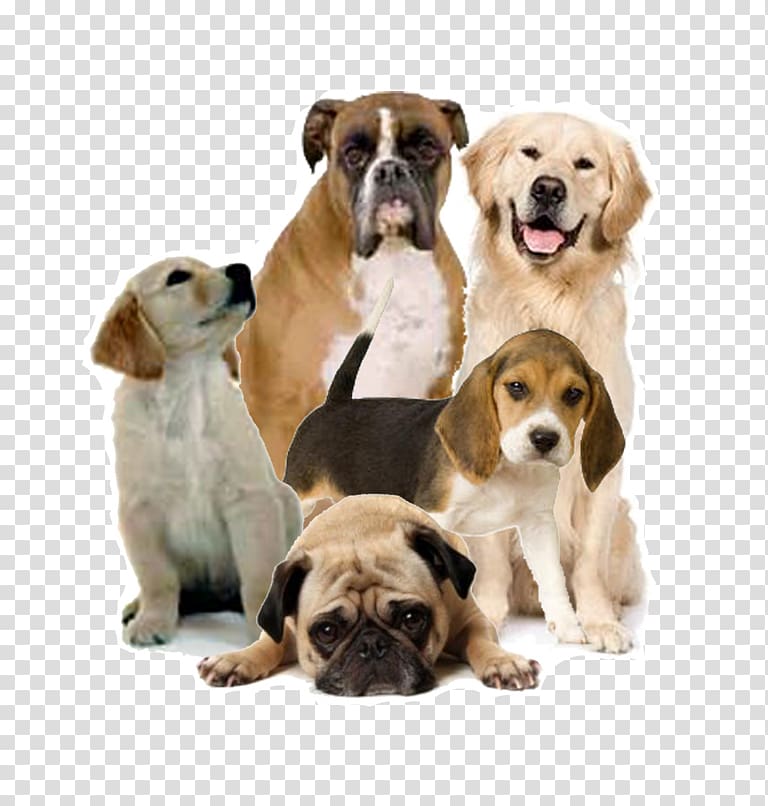 Puppy Toy Bulldog , puppy transparent background PNG clipart