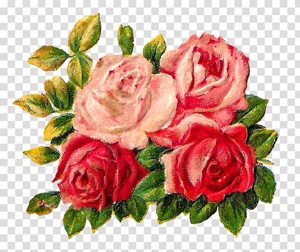 Garden roses Cabbage rose Floribunda Cut flowers Floral design, Roses corner transparent background PNG clipart