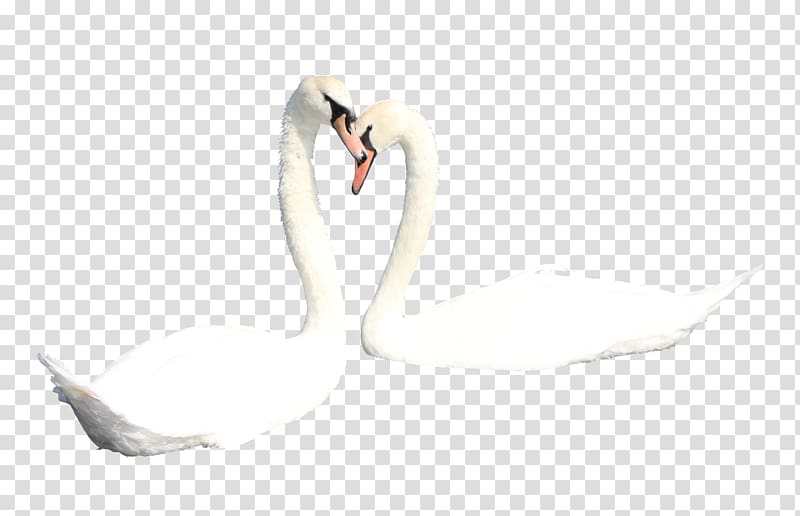 Mute swan Duck Bird, Two white swans transparent background PNG clipart