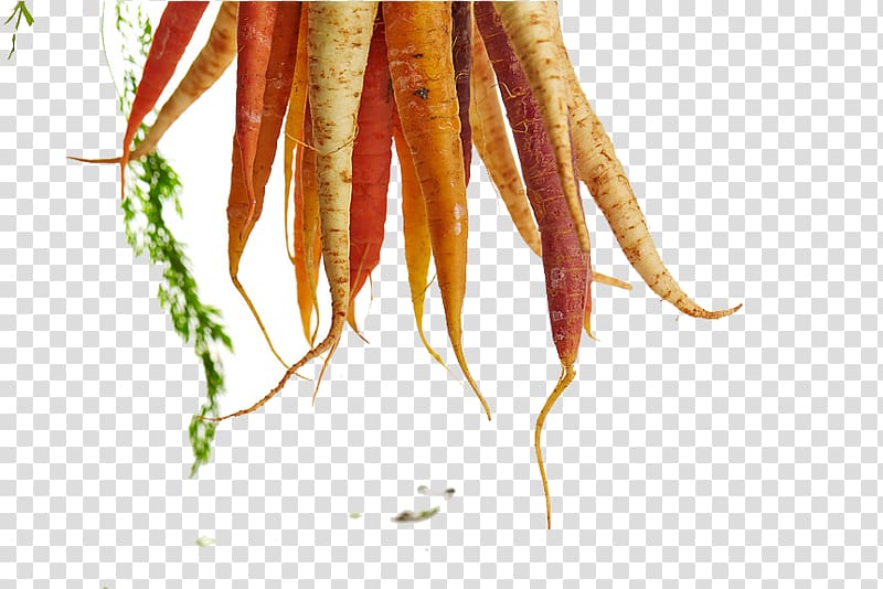 Food Eating Nutrient Recipe Nutrition, Carrots vegetables transparent background PNG clipart