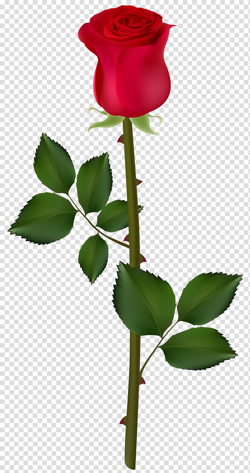 Rose Computer Icons , red rose transparent background PNG clipart