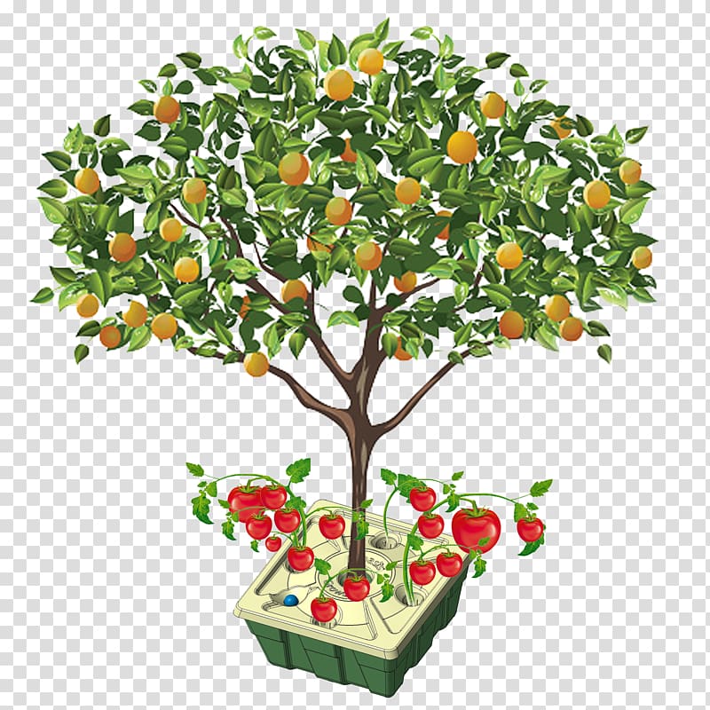 Fruit tree Orange Apple, orange transparent background PNG clipart