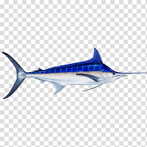 Swordfish Atlantic blue marlin Black marlin Marlin fishing Recreational fishing, Fishing transparent background PNG clipart