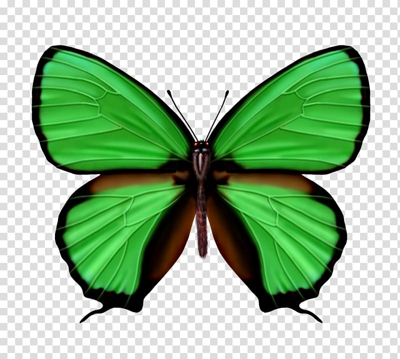 Butterfly Green Shoelace knot Color, butterfly transparent background PNG clipart