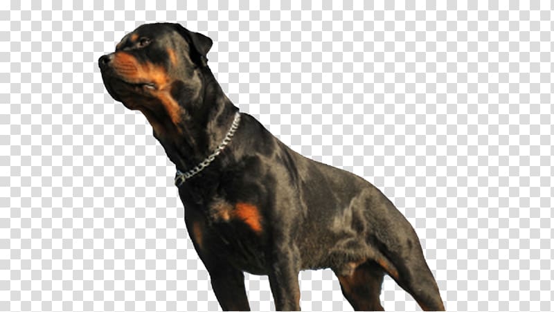 Rottweiler Dog breed Dog bite Snout, Farm Heroes transparent background PNG clipart