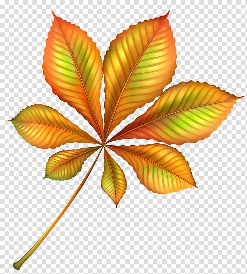 orange and green leaf illustration, Beautiful Autumn Orange Leaf transparent background PNG clipart