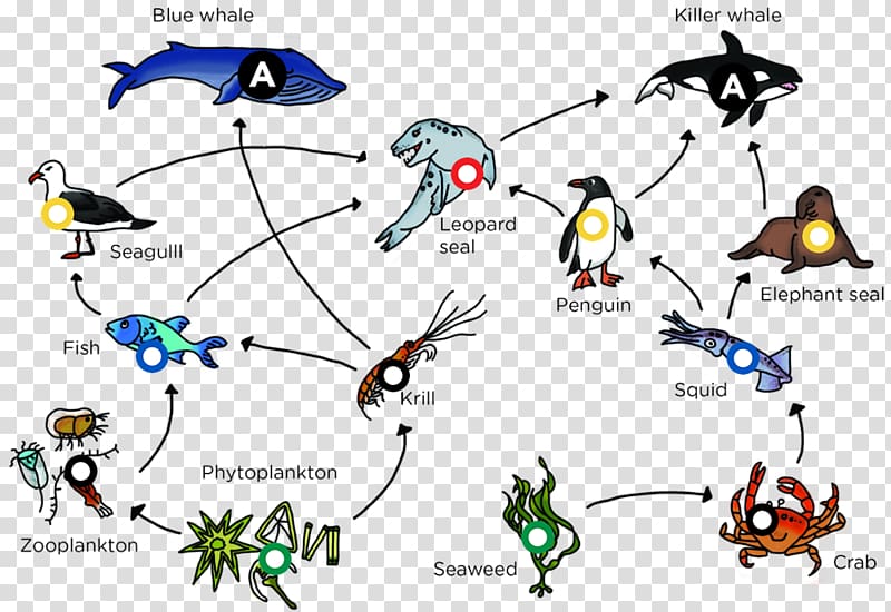 Arctic Ocean Food web Food chain, others transparent background PNG clipart