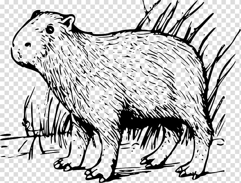 Capybara Rodent , Porcupine Coloring Pages transparent background PNG clipart