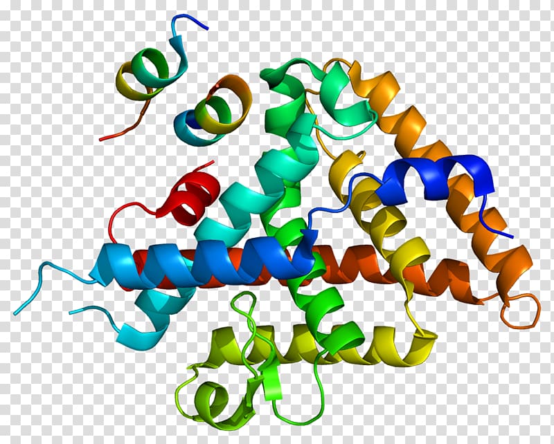 Liver receptor homolog-1 Amylase Lipase Wikipedia Protein, Transcription Factor transparent background PNG clipart