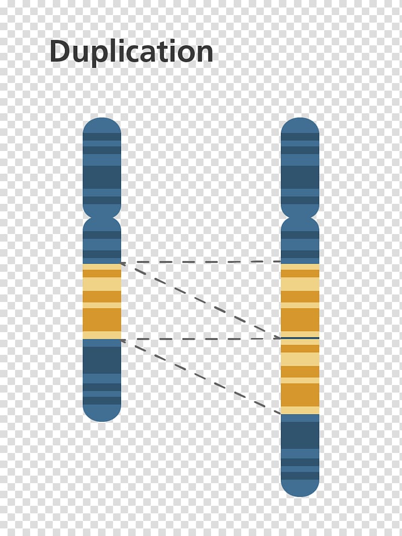 Chromosome abnormality Gene duplication Chromosomal translocation Genetics, circle diagram transparent background PNG clipart