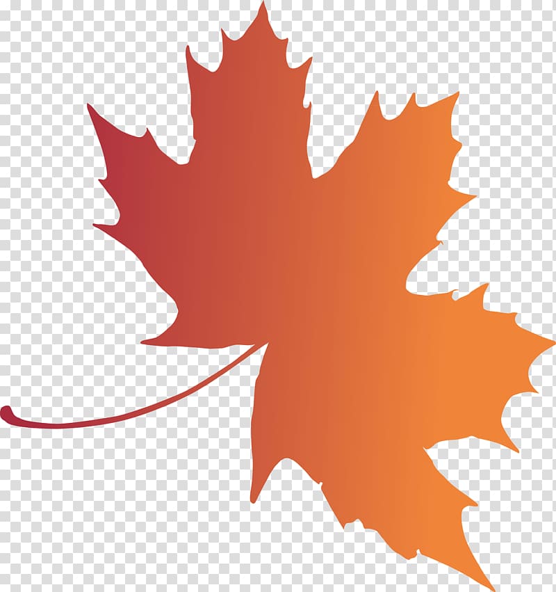 Woody plant Maple leaf Tree, BAY LEAVES transparent background PNG clipart