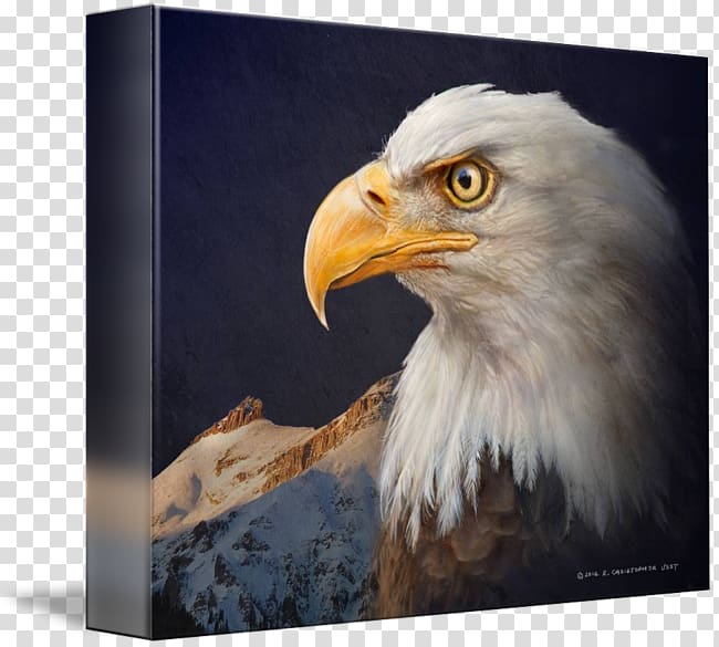 Bald eagle Painting Art Beak, transparent background PNG clipart