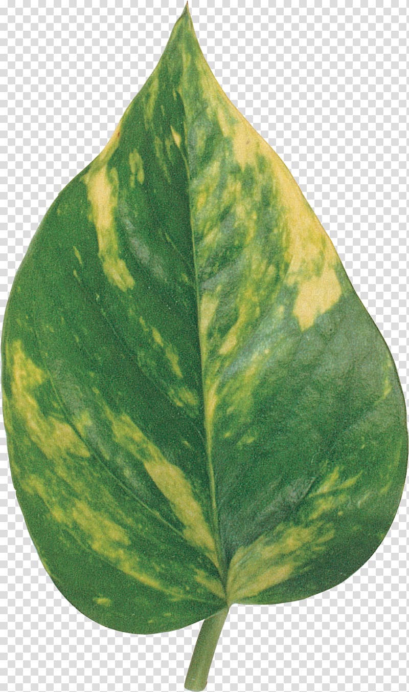 Plant pathology Leaf, BAY LEAVES transparent background PNG clipart