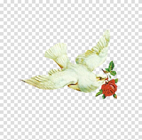 Columbidae Bird Icon, pigeon transparent background PNG clipart