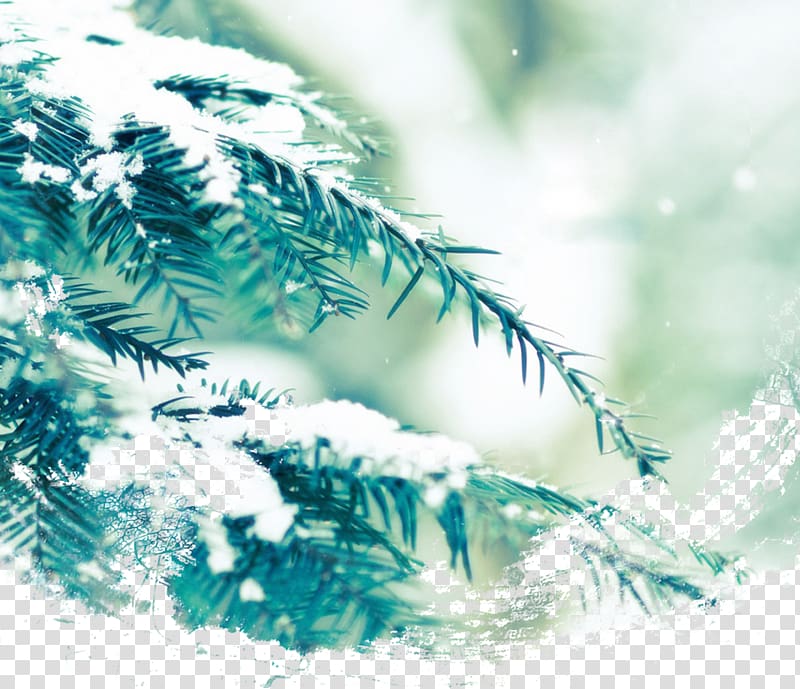 Dongzhi Northern Hemisphere Winter solstice Solar term, Snow Pine transparent background PNG clipart
