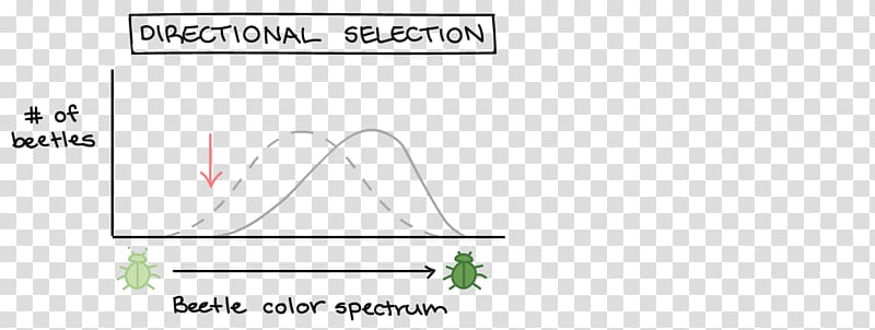 Directional selection Natural selection Evolution Disruptive selection Hardy–Weinberg principle, natural selection transparent background PNG clipart