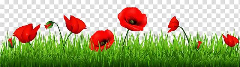 Remembrance poppy Armistice Day , Poppy transparent background PNG clipart