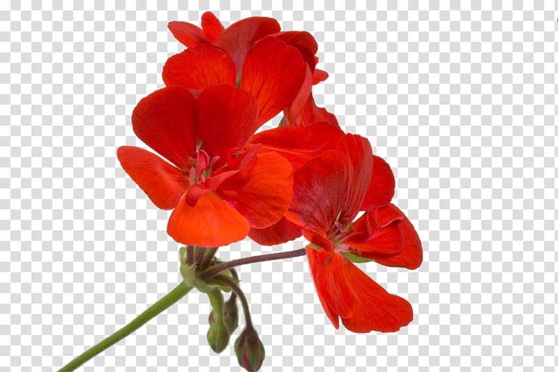 red geranium close-up transparent background PNG clipart
