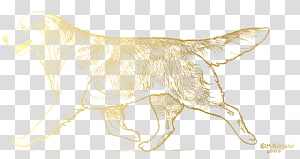 Dog breed Lion Cat Sketch, golden retriever transparent background PNG clipart Dog breed Lion Cat Sketch, golden retriever transparent background PNG clipart thumbnail
