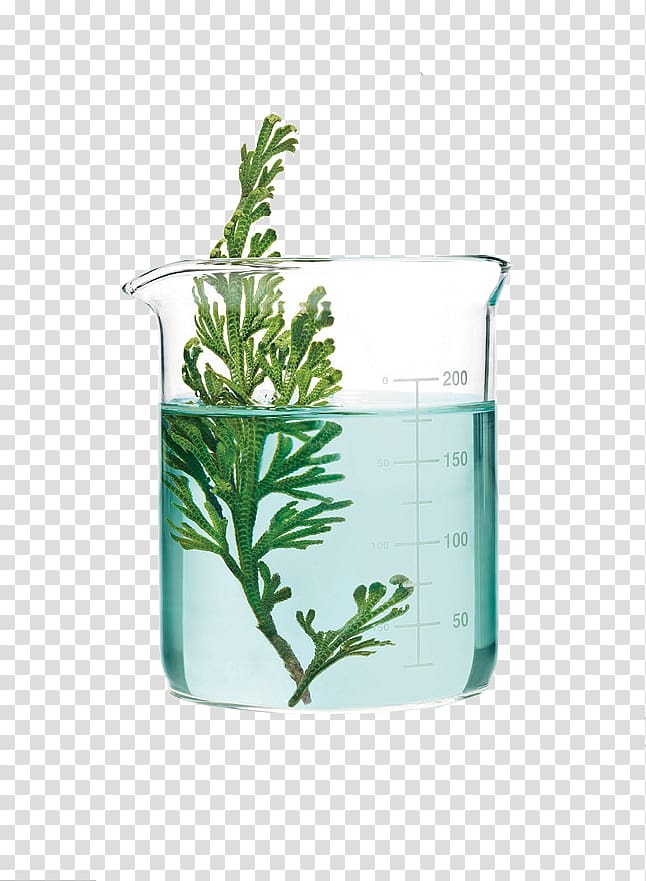 Aquatic Plants Glass Science, Glass of green plants transparent background PNG clipart