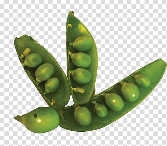 Pea Lima bean Edamame Legume Commodity, Full of peas transparent background PNG clipart