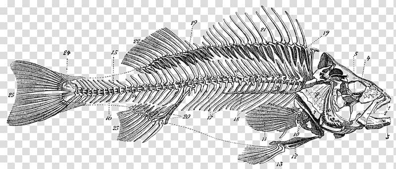 Bony fishes Skeleton Bone Fish anatomy, dead fish transparent background PNG clipart