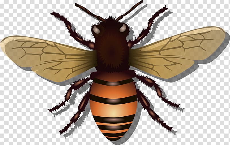 Western honey bee Insect , Fresh insect transparent background PNG clipart