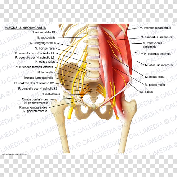 Lumbar plexus Sacral plexus Ilioinguinal nerve Iliohypogastric nerve, korean transparent background PNG clipart