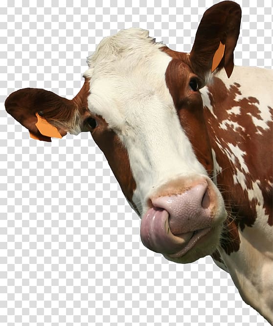 Introduction to Animal Science: Global, Biological, Social, and Industry Perspectives Cattle Animal welfare, Para Brahman transparent background PNG clipart