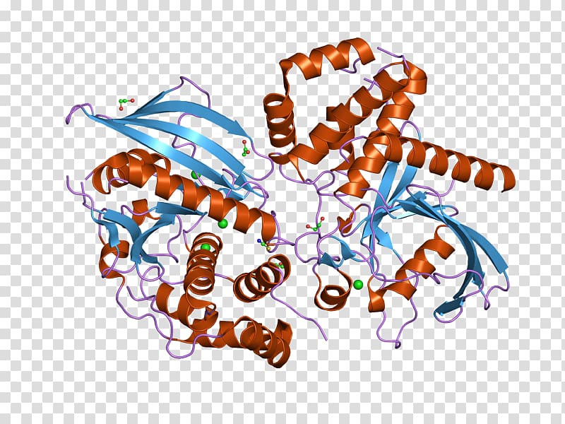 Protein tyrosine phosphatase PTPN9 Gene Protein phosphatase, others transparent background PNG clipart