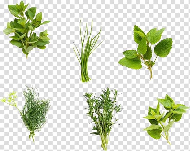 Fines herbes Organic food Plant Coriander, herb transparent background PNG clipart