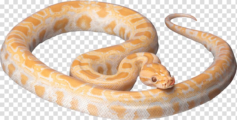 yellow and gray snake, Orange Snake transparent background PNG clipart