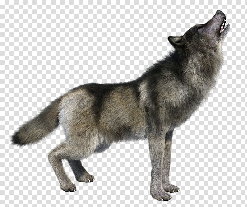 graphics Illustration, dire wolf size transparent background PNG clipart