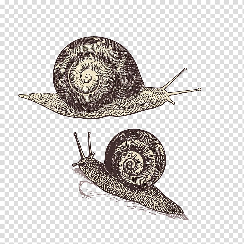 Snail Orthogastropoda Polymita picta T-shirt DIE BUNTIQUE, snails transparent background PNG clipart
