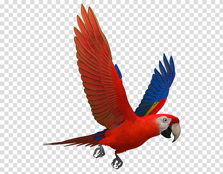 Scarlet macaw Parrots Blue-and-yellow macaw, ara macao transparent background PNG clipart